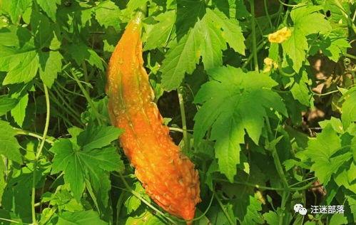 苦尽甘来娱乐吃瓜酱,娱乐吃瓜酱带你领略娱乐圈的甜蜜蜕变